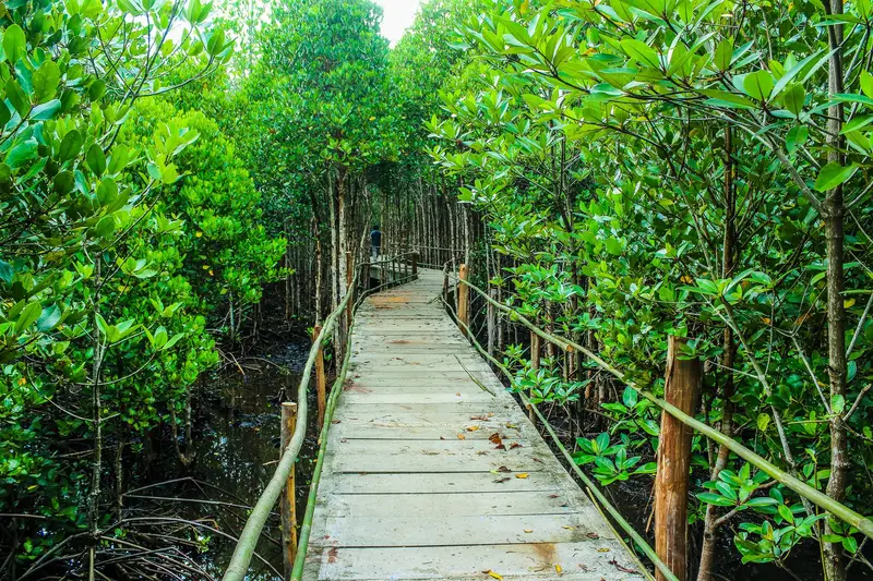 Wooden boardwalk winding through dense green mangroves at Obo-ob Mangrove Garden, Bantayan